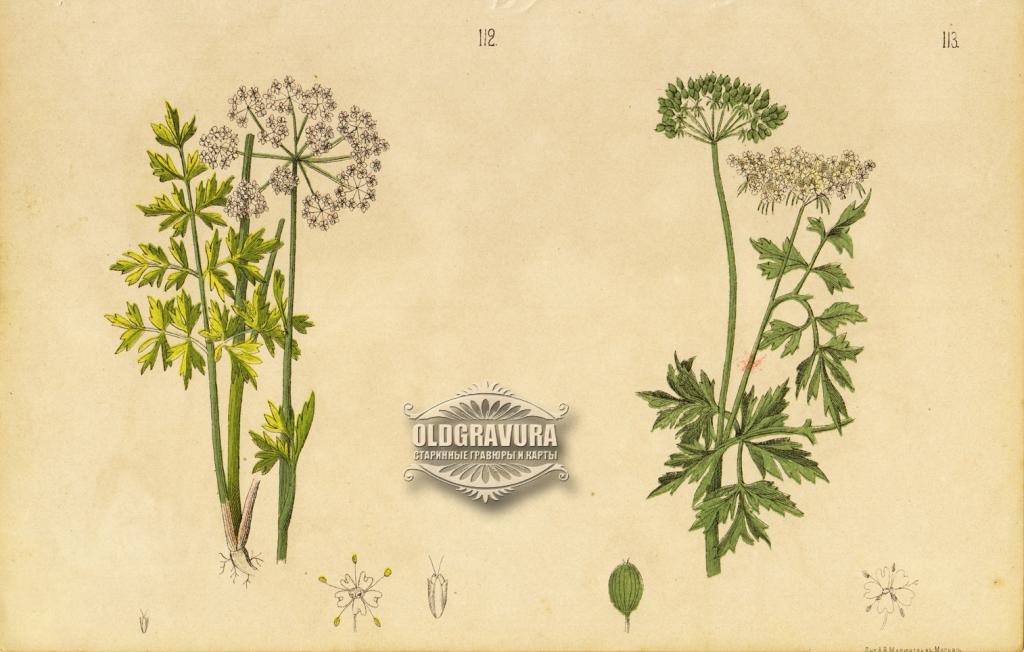 1885 год. Омежник и Кокорыш, литография лечебного травника S23826
