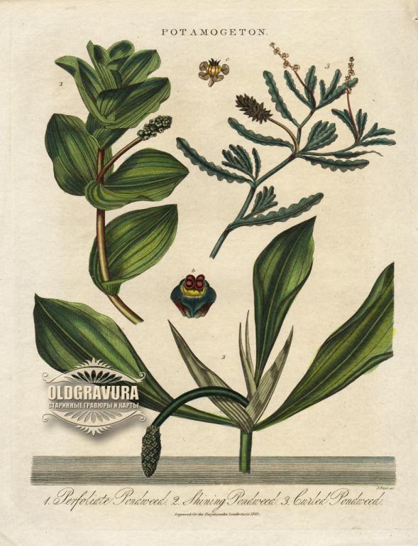 1825 год. Рдест, водное растение, гравюра, акварель S24453