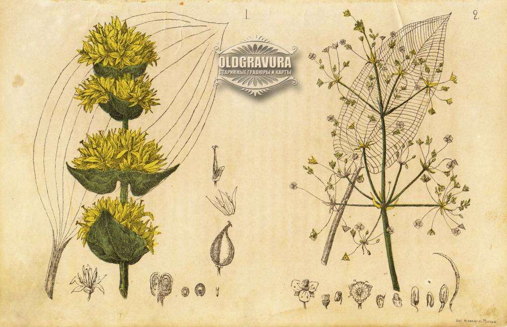 Горечавка желтая рисунок