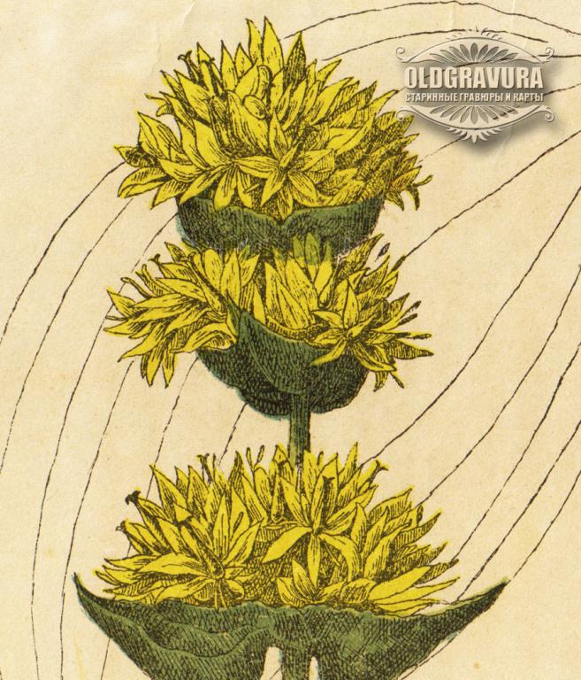 Горечавка желтая рисунок