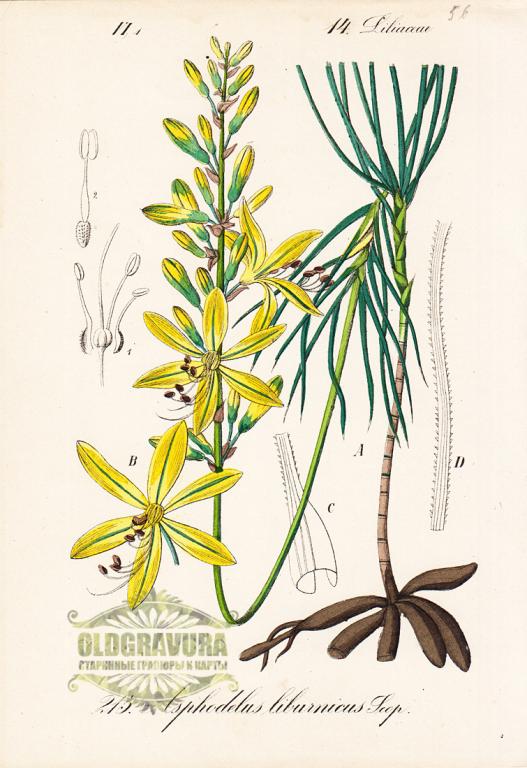 1870-е гг Акварель, литография, серия Флора Германии S3537