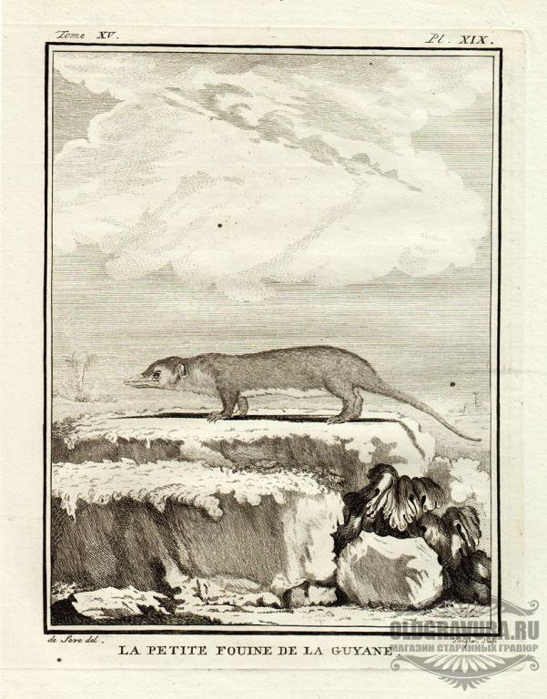 1767 год. Антикварная гравюра Бюффона S10262