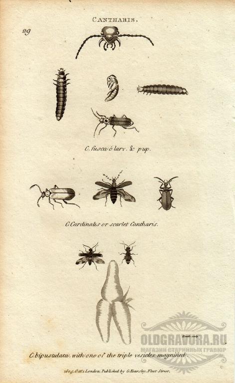 1805 год. Старинная гравюра Насекомые S13018