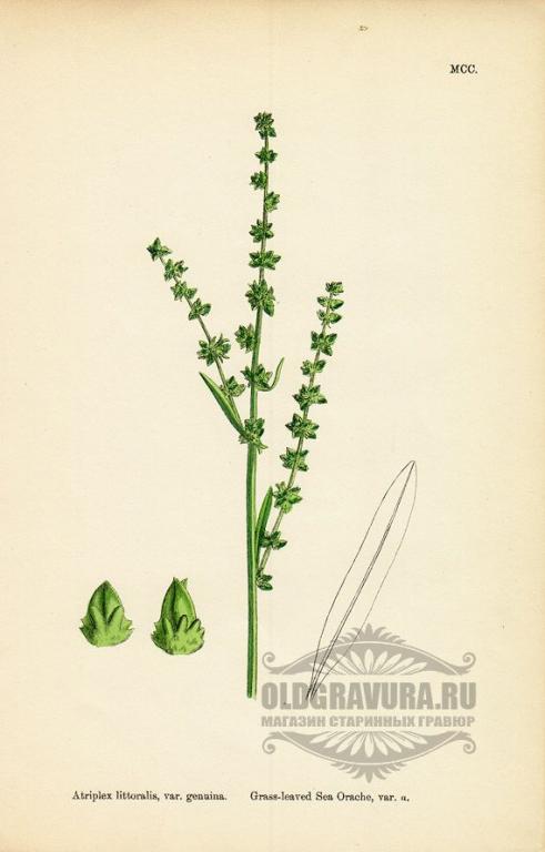 1866 год. Гравюра, акварель Английская ботаника S1008