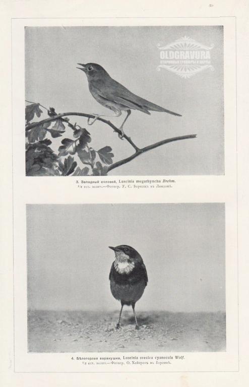 1910-е гг. Фототипия, Брэм, Соловей и варакушка S22070