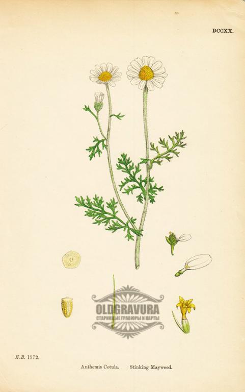 1866 год. Гравюра, акварель Английская ботаника S13578