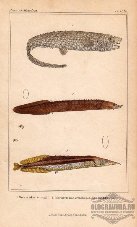 1837 год. Гравюра, акварель Царство животных Кювье S12102