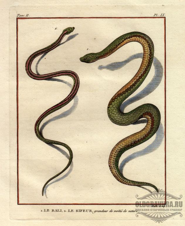 1749 год. Антикварная гравюра Бюффона, акварель S10157