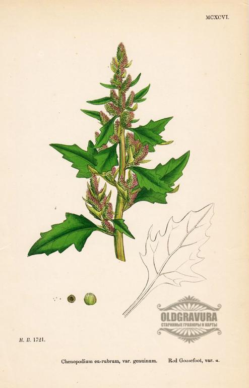 1866 год. Гравюра, акварель Английская ботаника S1040