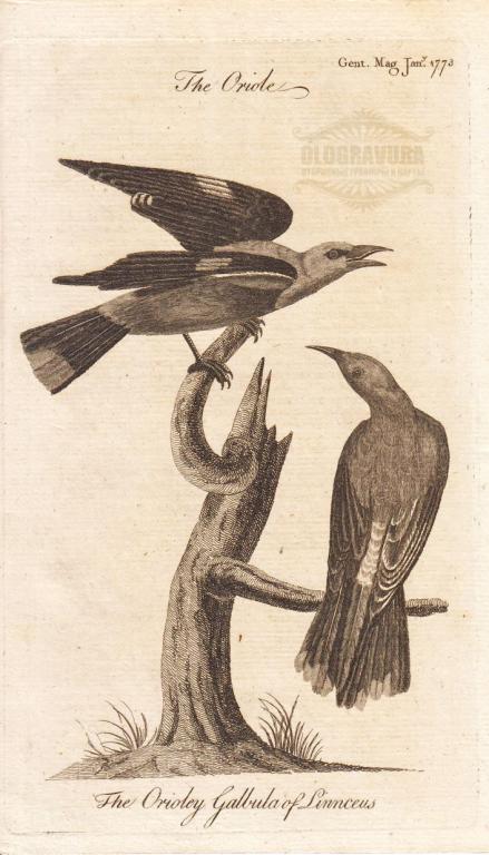 1773 год. Птицы Иволги, антикварная гравюра S21693