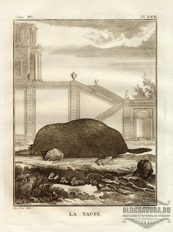 1753 год. Антикварная гравюра Бюффона S10207