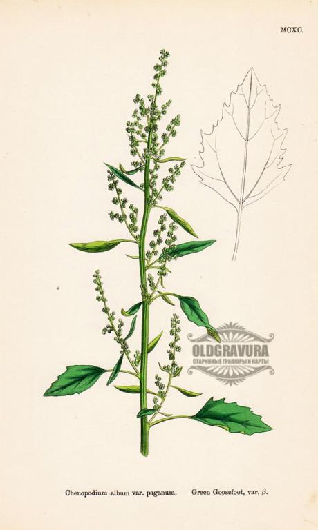 1866 год. Гравюра, акварель МАРЬ БЕЛАЯ S1034