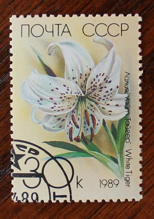 СССР 1989 Лилия Белый тигр #5986 Used