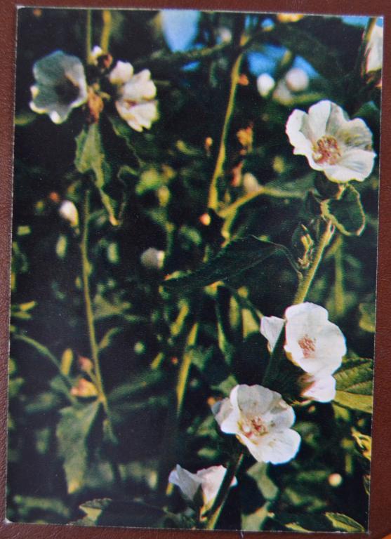 Открытка Лекарственные растения - Алтей лекарственный Изд .Планета 1978