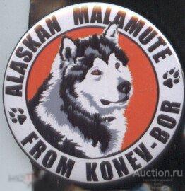 Коломна, Аляскинские маламуты из Конев Бор, питомник собак 