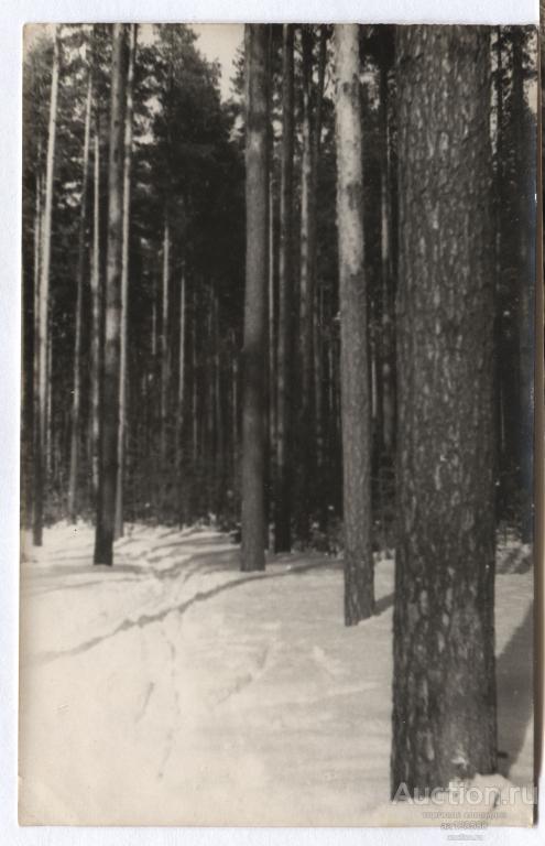 Тамбов пригородный лес зима 1