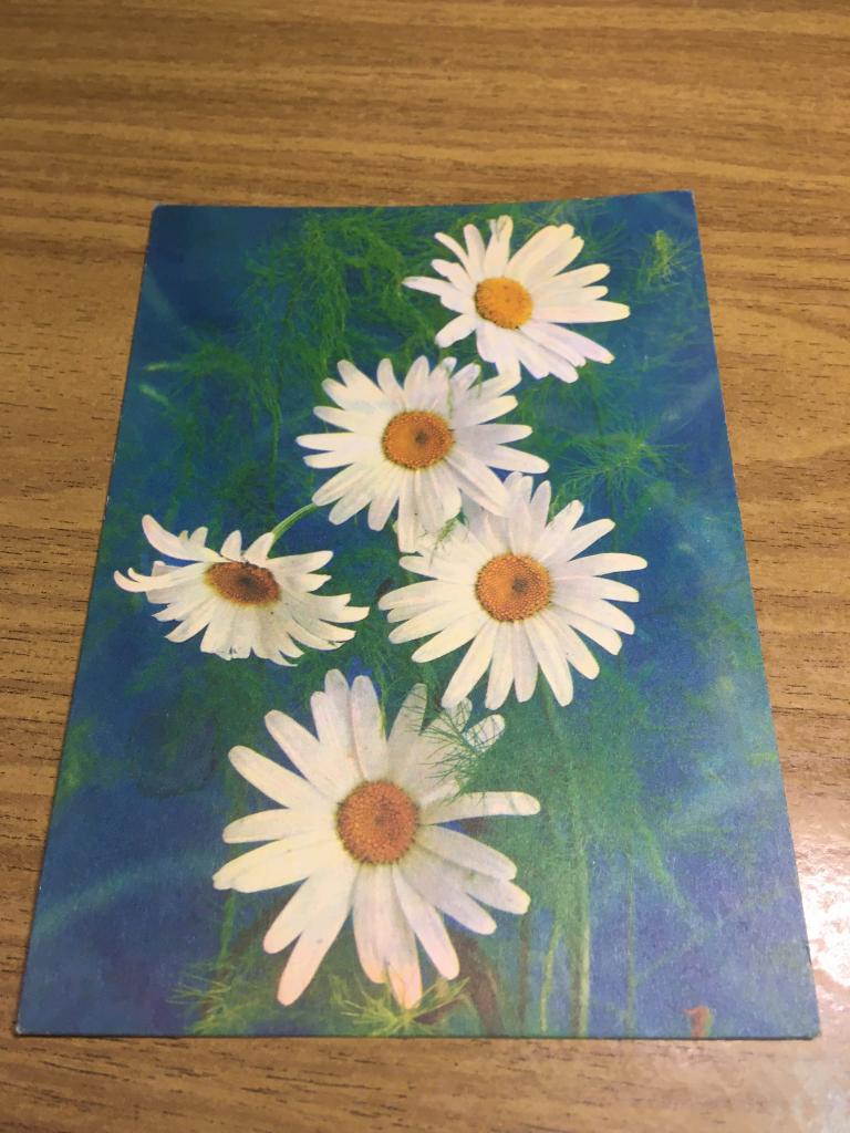 1979 г. Ромашки. Костенко. Чистая. Открытка. Открытое письмо.