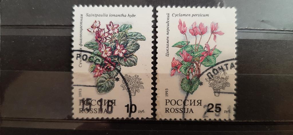 Россия флора цветы сенполия фиалкоцветная цикламен персидский 1993 гашёная