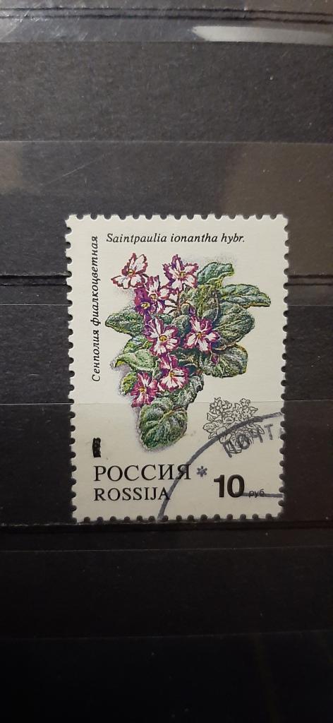 Россия флора цветы сенполия фиалкоцветная 1993 гашёная
