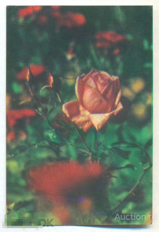 Розы Фото Склизкова Ульяновская правда 1989 (К47П1) 