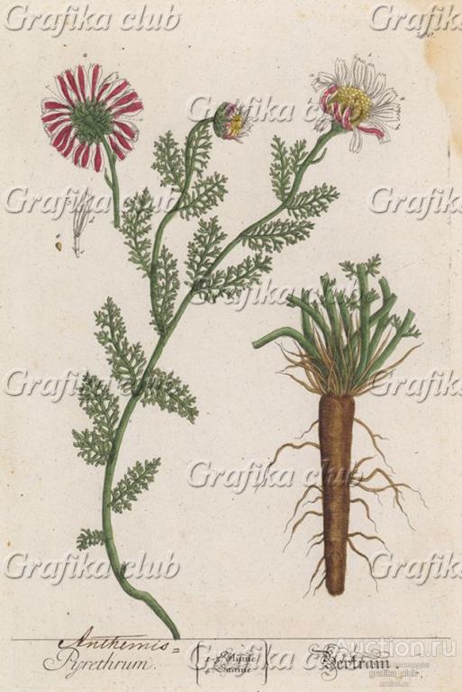 Пиретрум (слюногон, зубной корень, ромашник