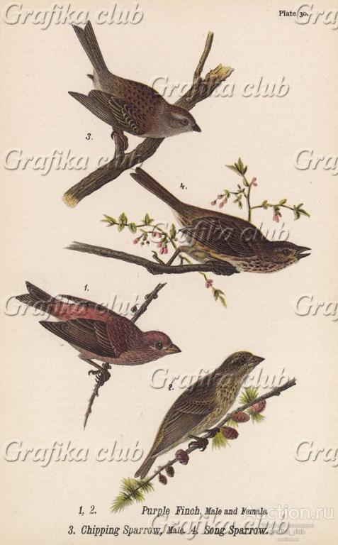 1,2. Семья пурпурного чечевичника (Carpodacus