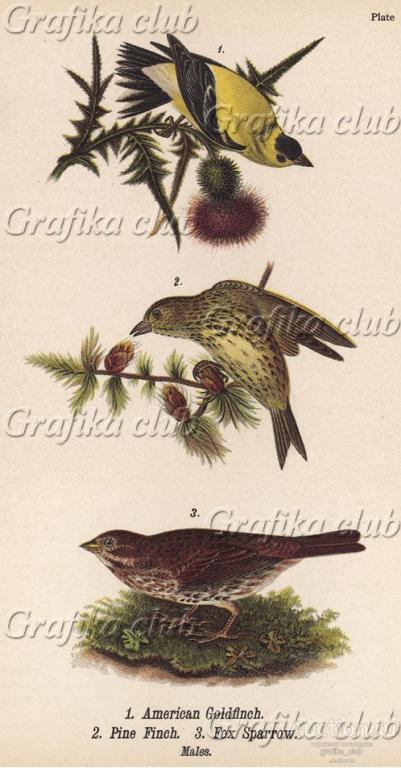 1. Чиж американский (Spinus tristis) 2. Чиж