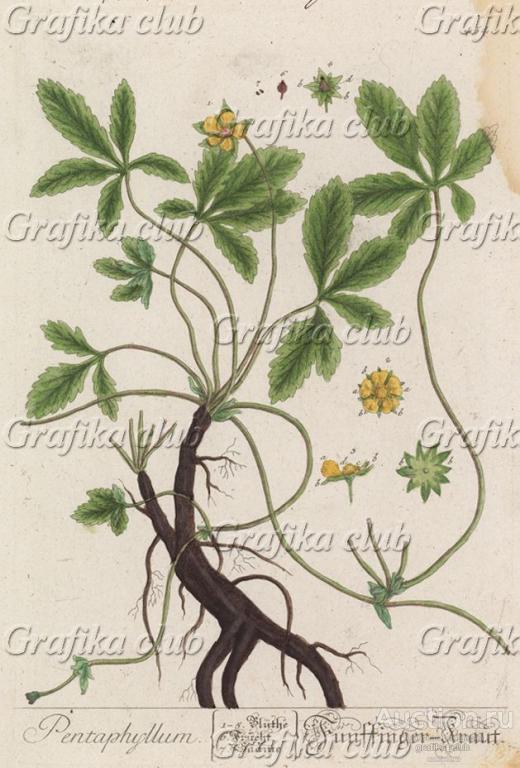 Растение гиностемма пятилистная (Gynostemma