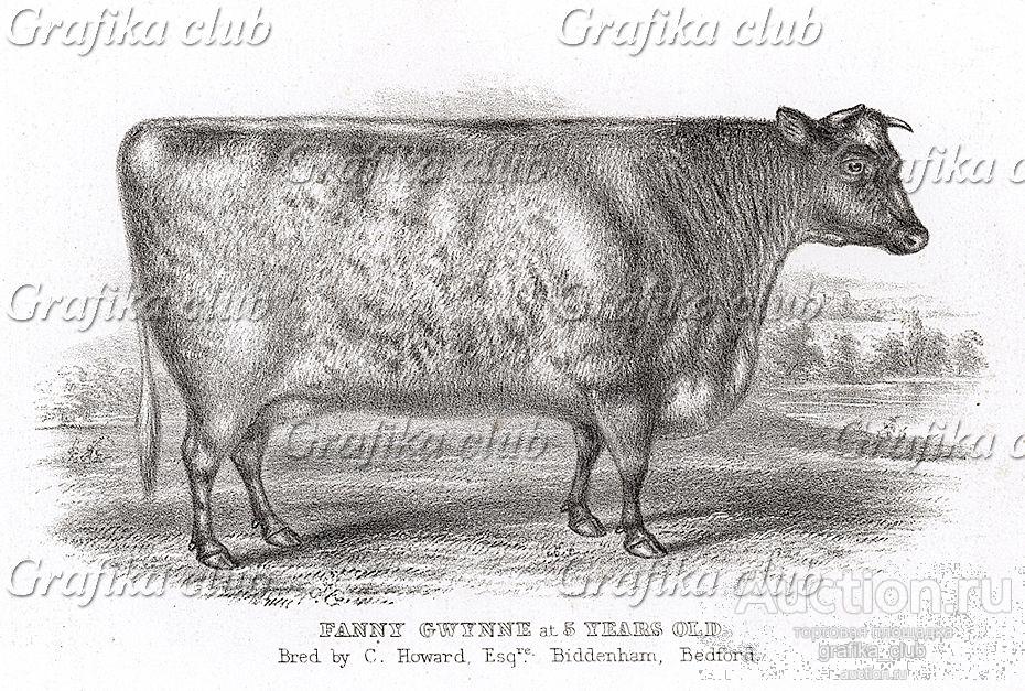 Корова Хохотушка Гвинни мистера Говарда. Farmer's