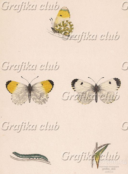 Бабочка зорька, или аврора (лат. Papilio