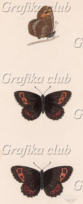Бабочка бландина (лат. Papilio Blandina). History