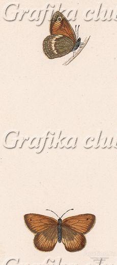 Бабочка сенница обыкновенная, или сенница памфил