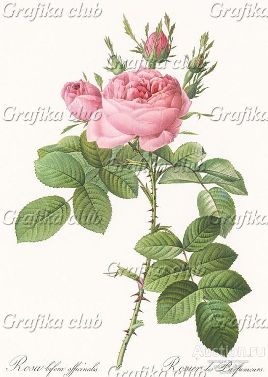Роза обыкновенная (роза Парфюмер) (лат. Rosa