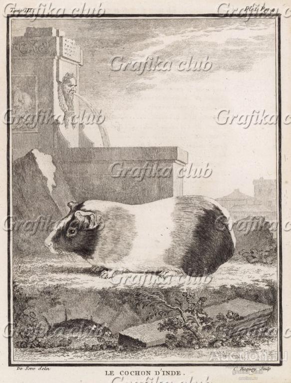 Морская свинка середины XVIII века (лист