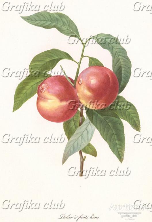 Персик гладкий, или нектарин (фр. pêcher à fruits