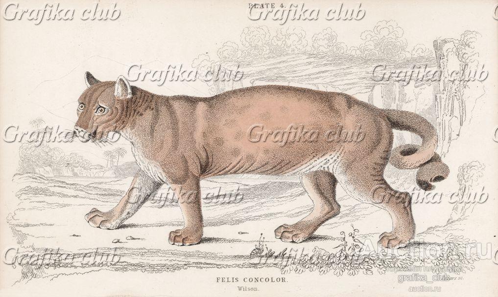 Пума, или горный лев (Felis Concolor (лат