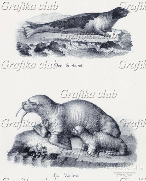 Тюлень и морж с детёнышем (лист 27 первого тома