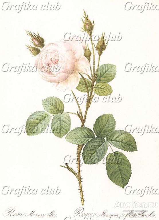Пушистая белая роза (лат. Rosa Muscosa alba)