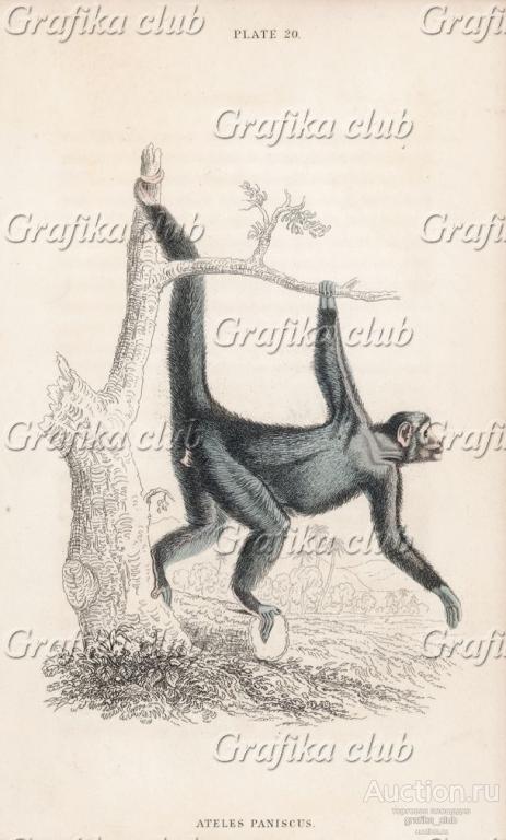 Обезьяна-паук, или коата (Ateles paniscus (лат