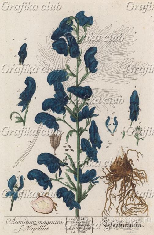 Борец, или прострельная трава, или волчий корень