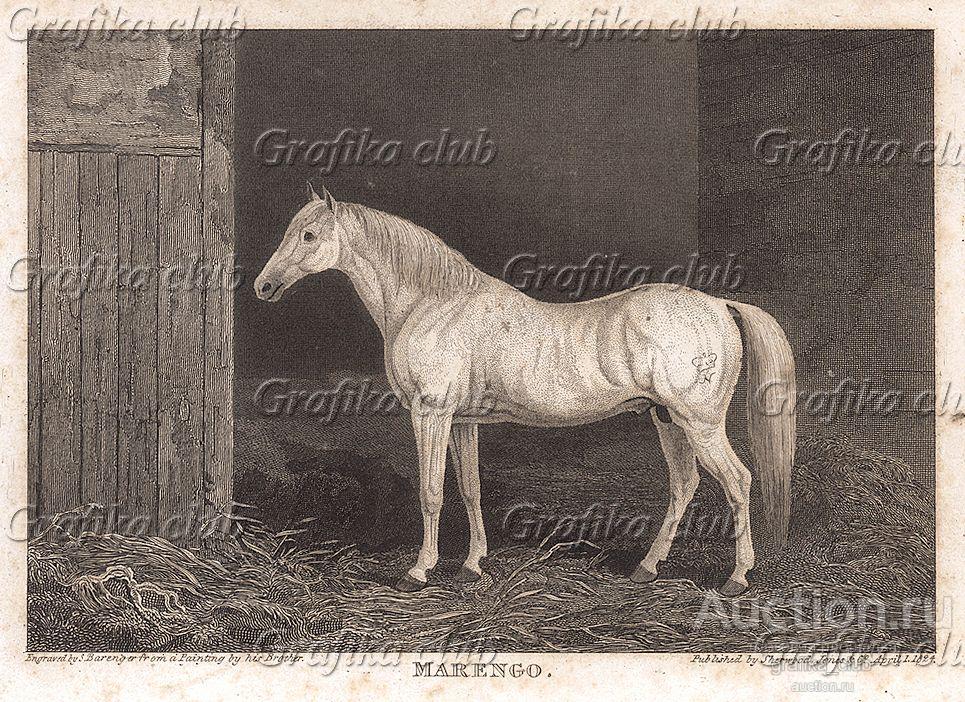 Наполеон бонапарт на коне. Маренго конь наполеона порода. Маренго конь наполеона. Маренго лошадь наполеона. Кличка лошади наполеона.