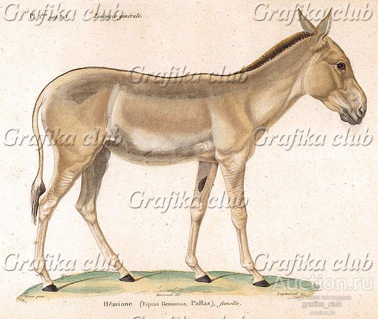Азиатский осел 5 букв сканворд. Кула́н[1], джигетай (лат. Equus hemionus). Кулан гравюра. Портрет Кулана. Кулан рисунок.