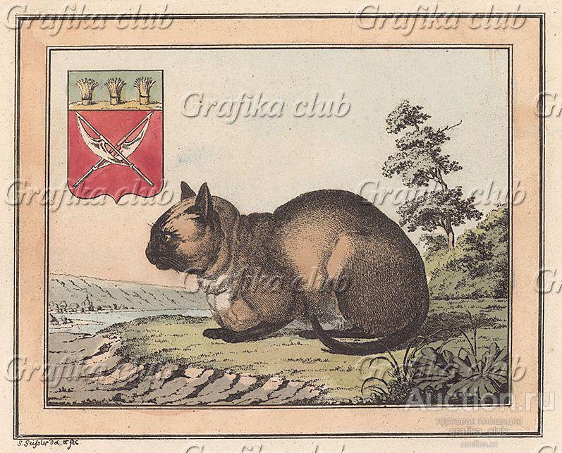 Домашняя кошка в деревне мокшан — этнической