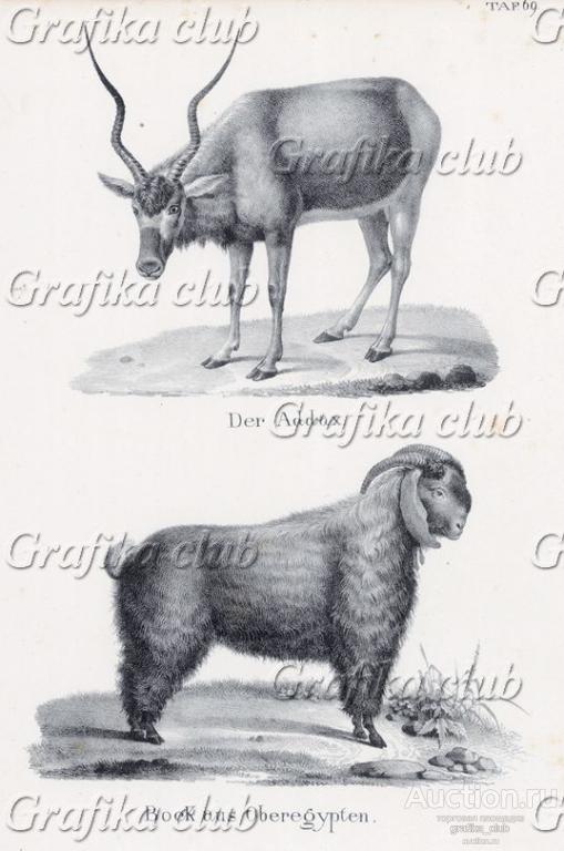 Аддакс, или мендес — африканская антилопа и баран