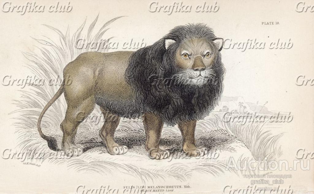 Лев (felis (leo) melanochoetus (лат.)) (лист