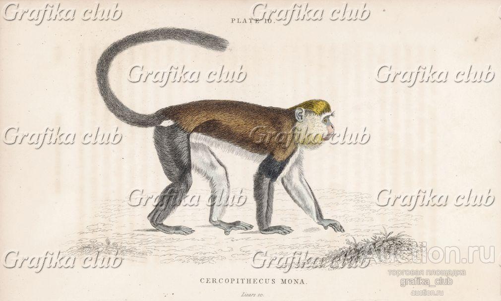 Мартышка мона (Cercopithecus Mona (лат.)) (лист