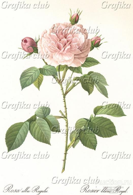 Королевская белая роза (лат. Rosa alba Regalis)