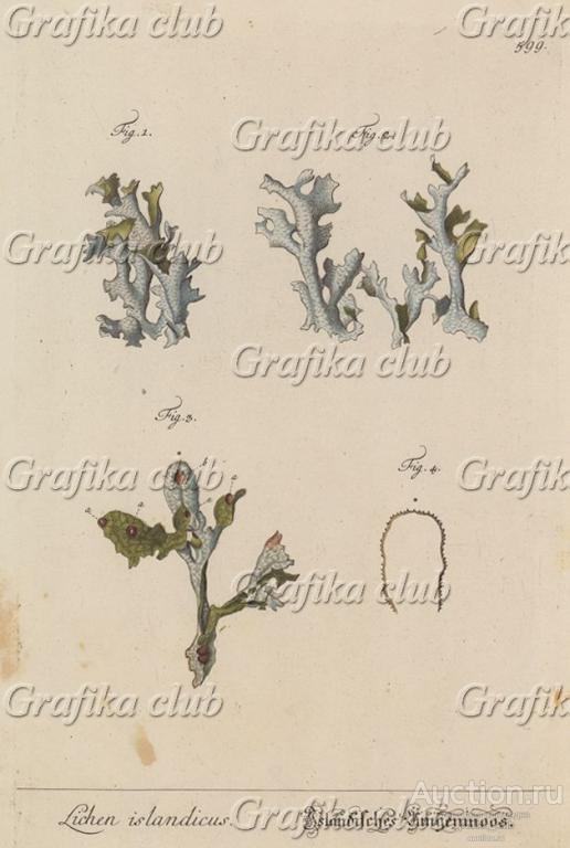 Исландский мох, или дубовые лапти (Lichen