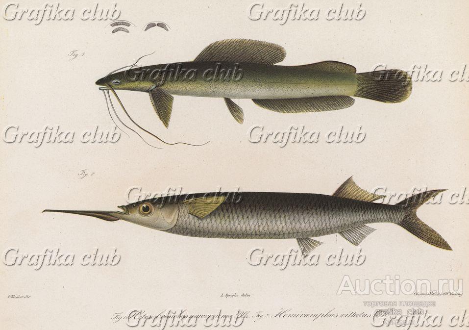 Сенегальский кошачий сом (Heterobranchus macronema