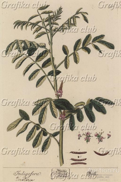 Индигофера красильная (Indigofera tinctoria (лат